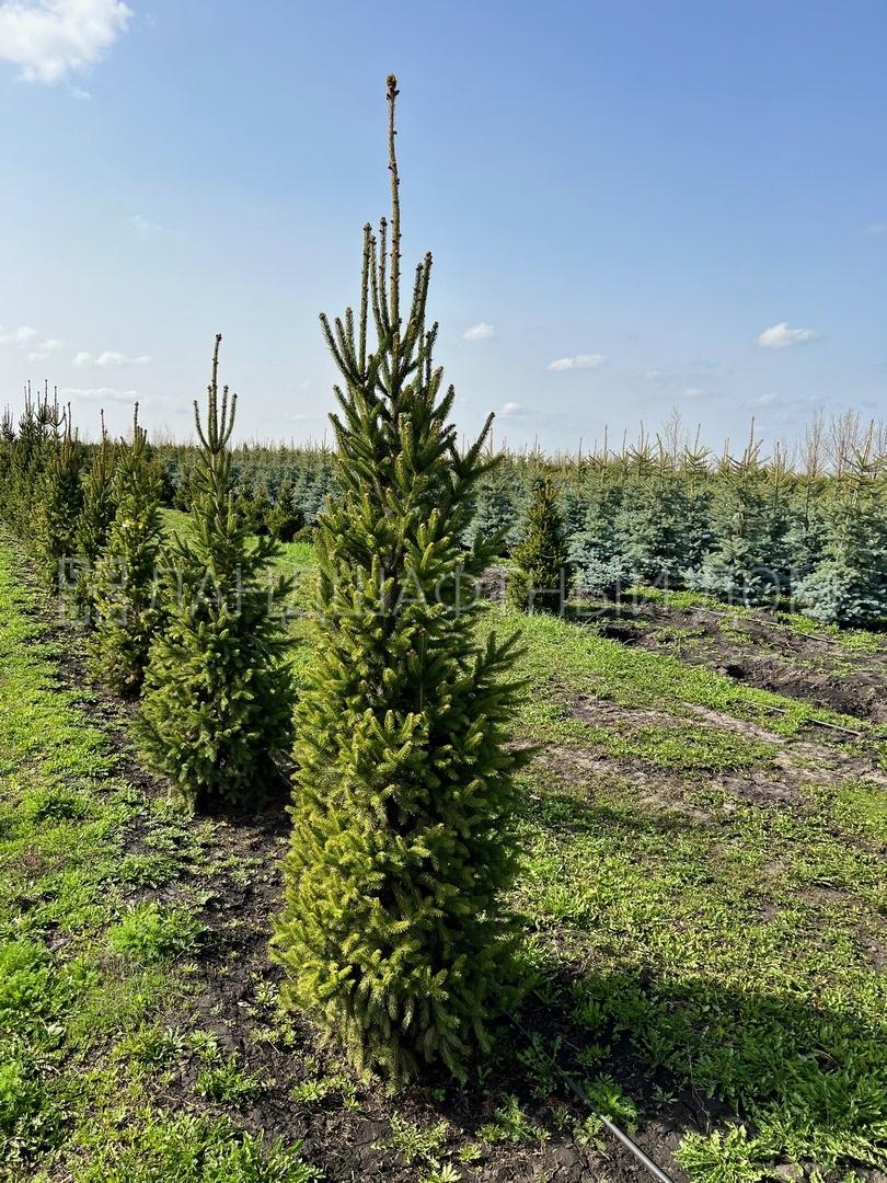 Ель обыкновенная Купрессина купить в Москве из питомника по доступной цене